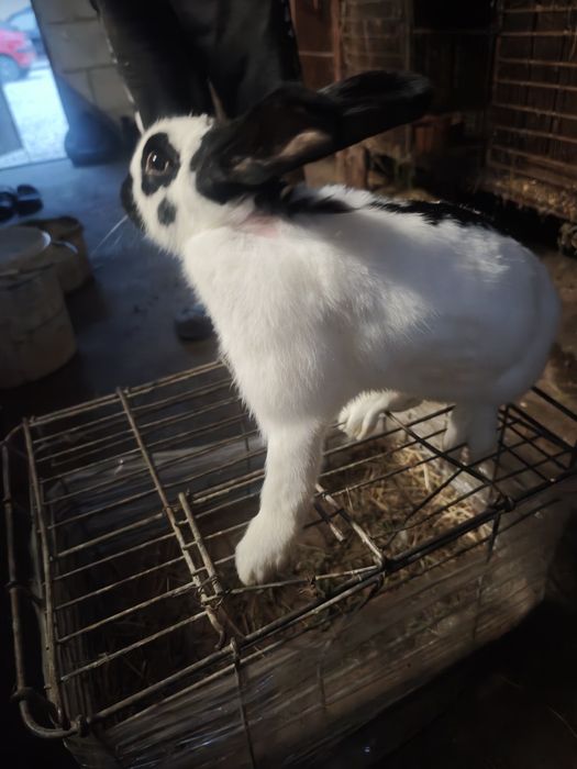 Sprzedam srokacze niemieckie