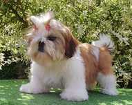 Shih Tzu suczka z metryką ZKwP FCI