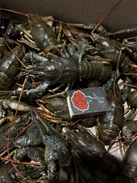 Продам живые раки