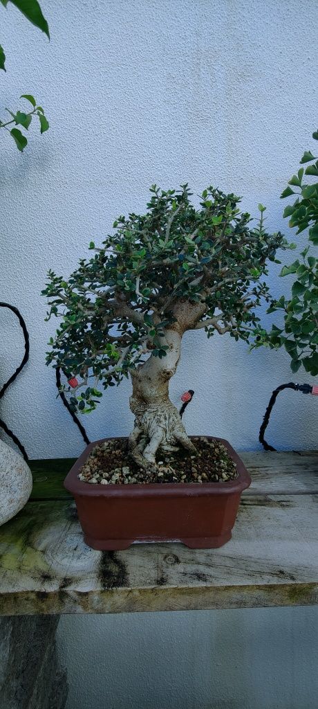 Bonsai Olea europea 'sylvestris'