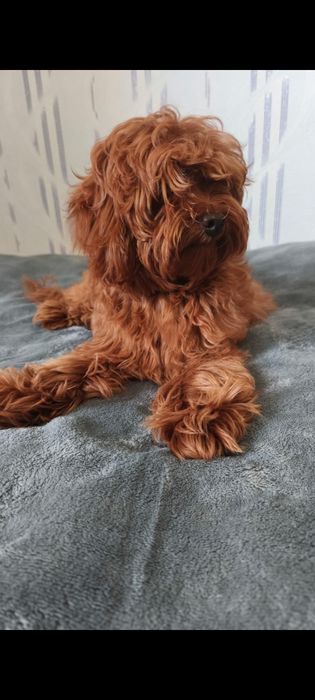 Девочки и мальчики мальтипу