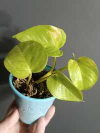 Epipremnum Neon variegata -kolekcjonerski rarytas