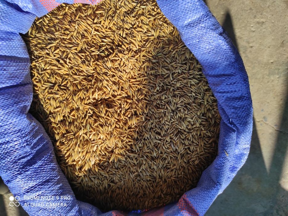 Owies Jary Poker i Poseidon !!!