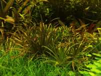 Blyxa japonica (Blyksa Japońska)