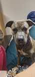 Oddam suczke w typie rasy Staffordshire terrier