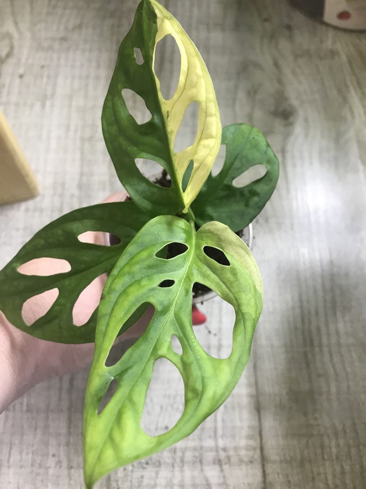 Scindapsus , Monstera adansonii variegata