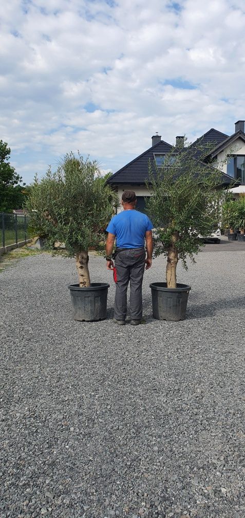 Olea Europaea Drzewo oliwne Bonsai Egzotyka