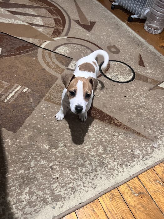 Дівчатка Джеки.