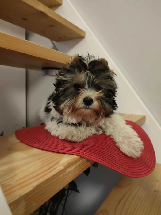 York Biewer szczeniak