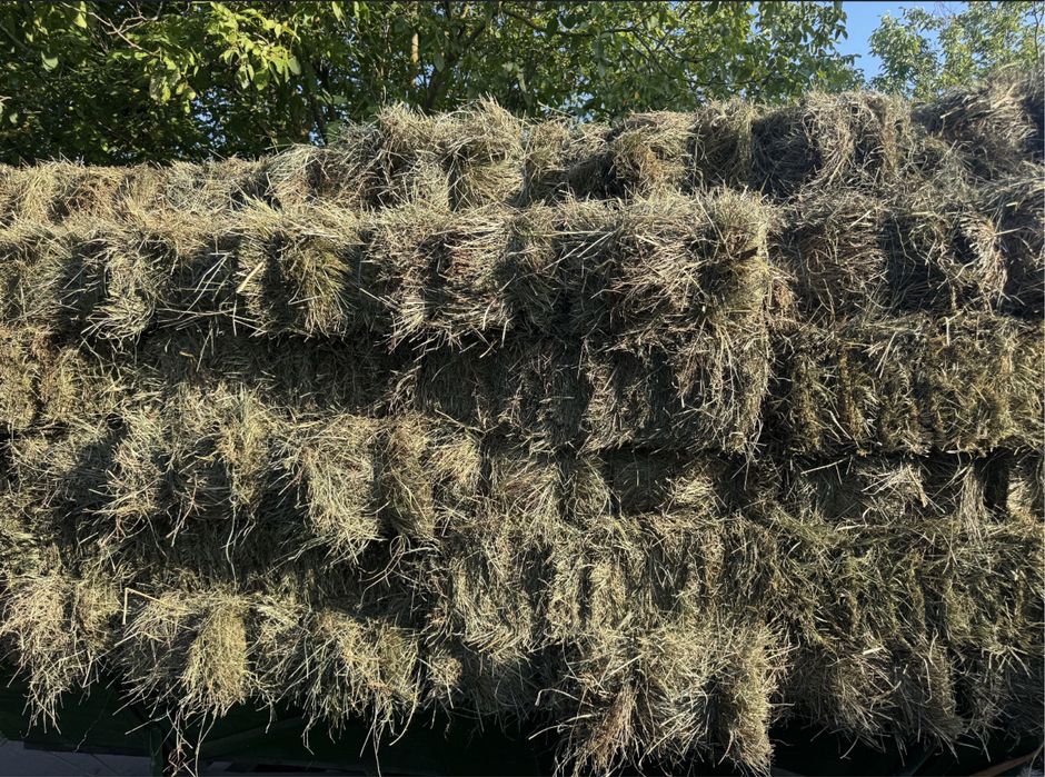 Продам сіно в тюках, отава, другий покос