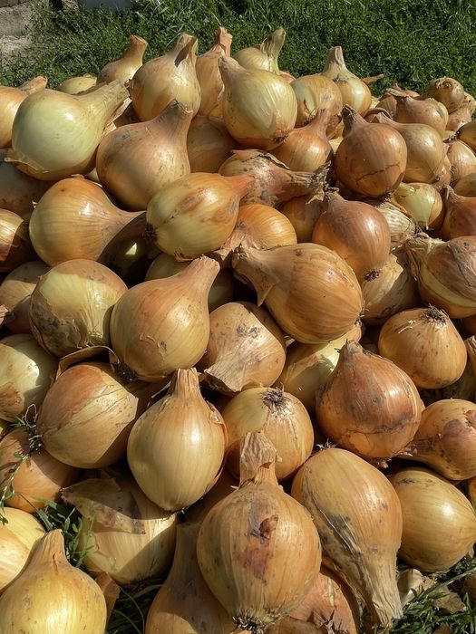 Продам цибулю оптом,дуже смачна та соковита , довго зберігається.