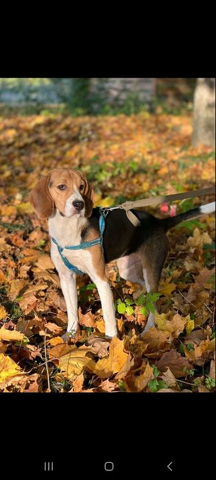 Вязка Бігль. Самець досвідчений.