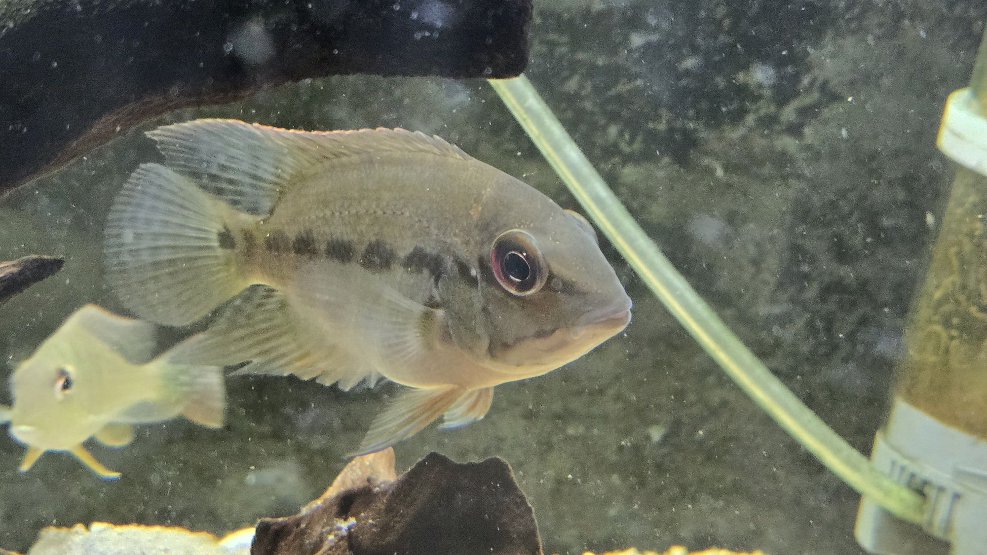 Papagaio Verdadeiro (Hoplarchus psittacus)