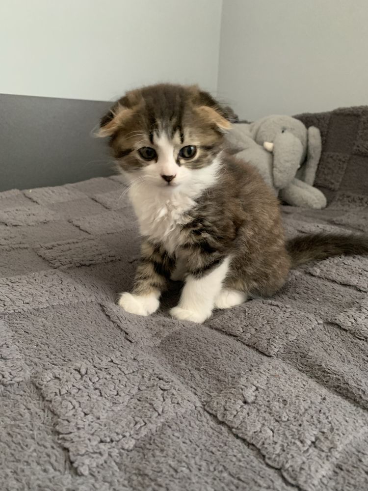 Кошенята , котики