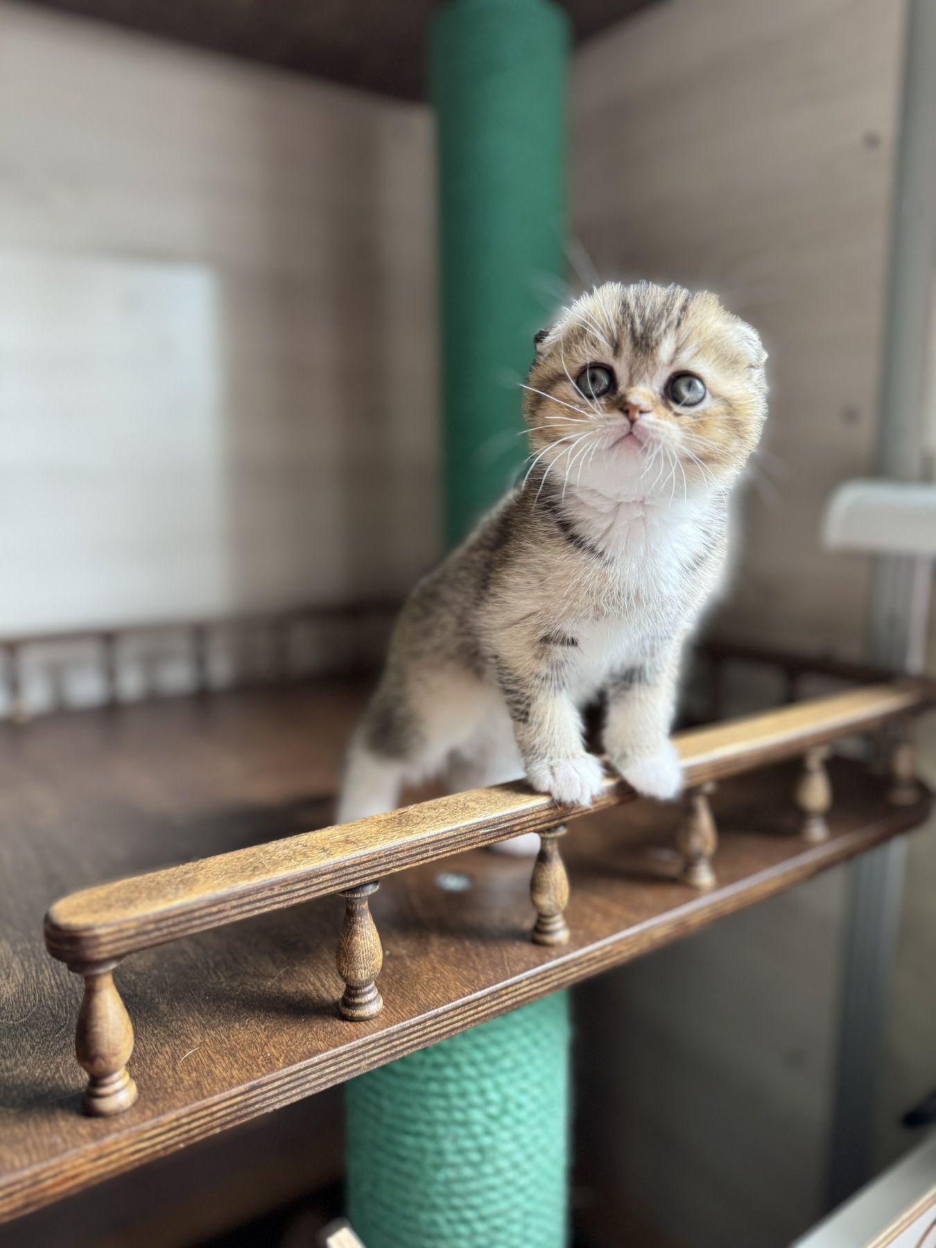 Шотландский мальчик Золотая Биколорная Шиншилла