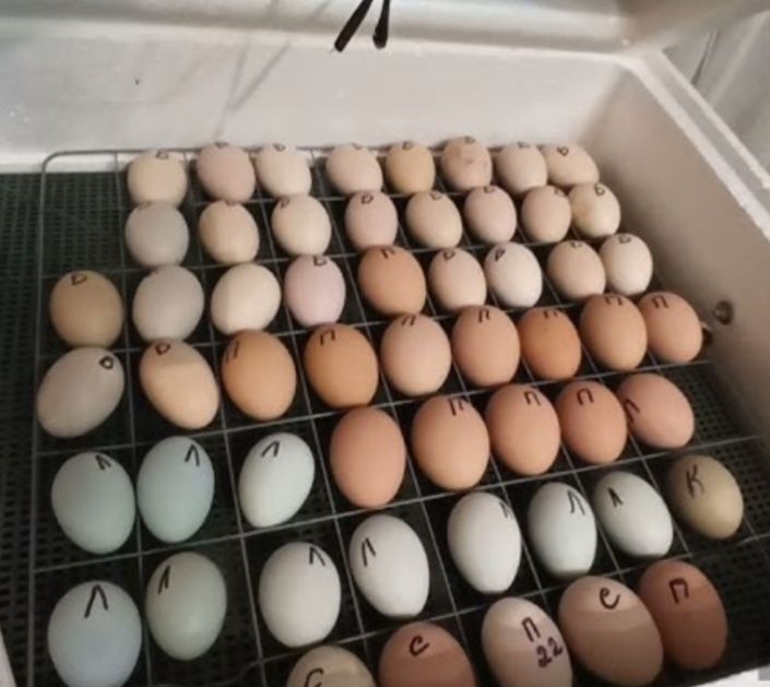 Инкубационное яйцо