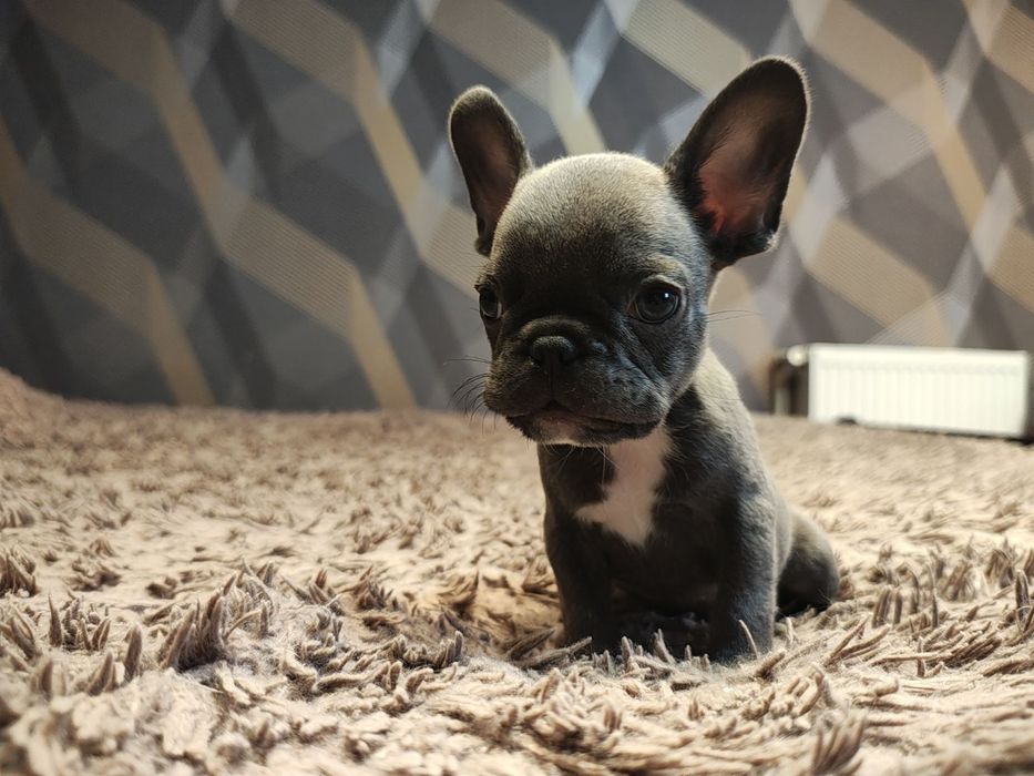 французький бульдог цуценята