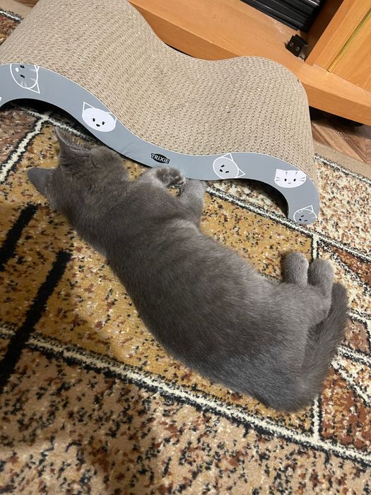 Кошеня шотландець