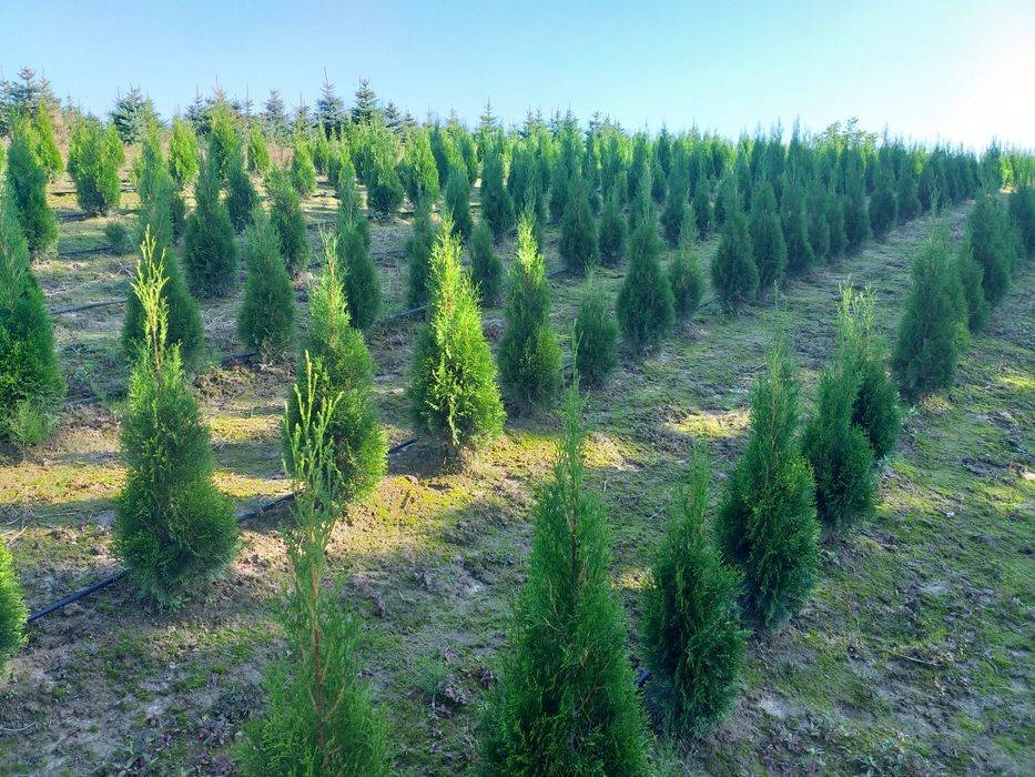 Tuja szmaragd thuja smaragd żywotnik zachodni