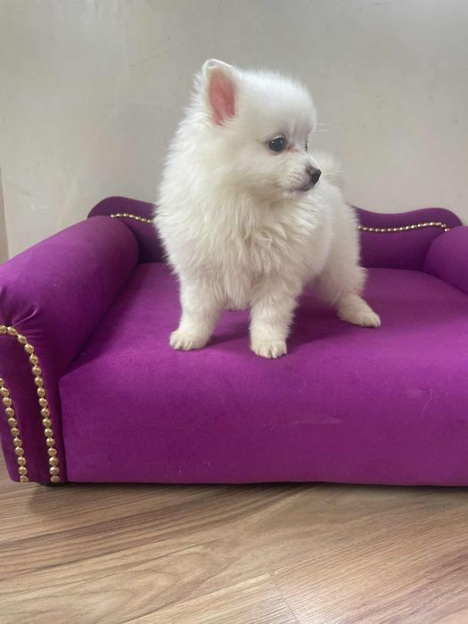 Szpic miniaturowy Pomeranian suczka gotowa do odbioru