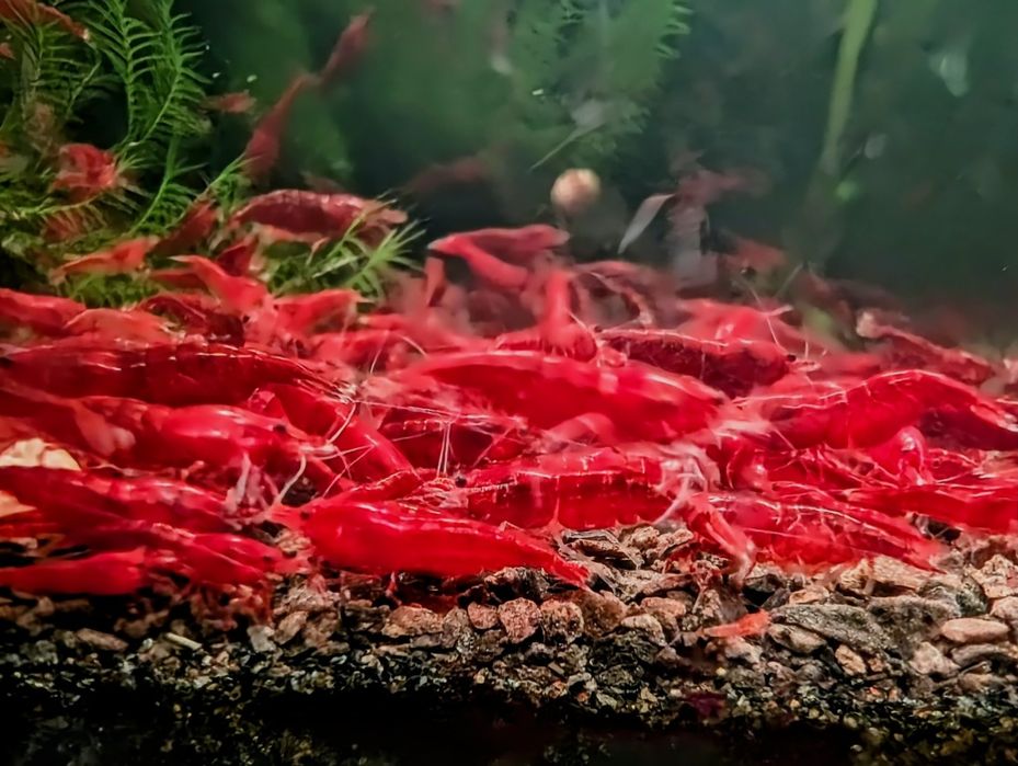 Krewetki bloody mary