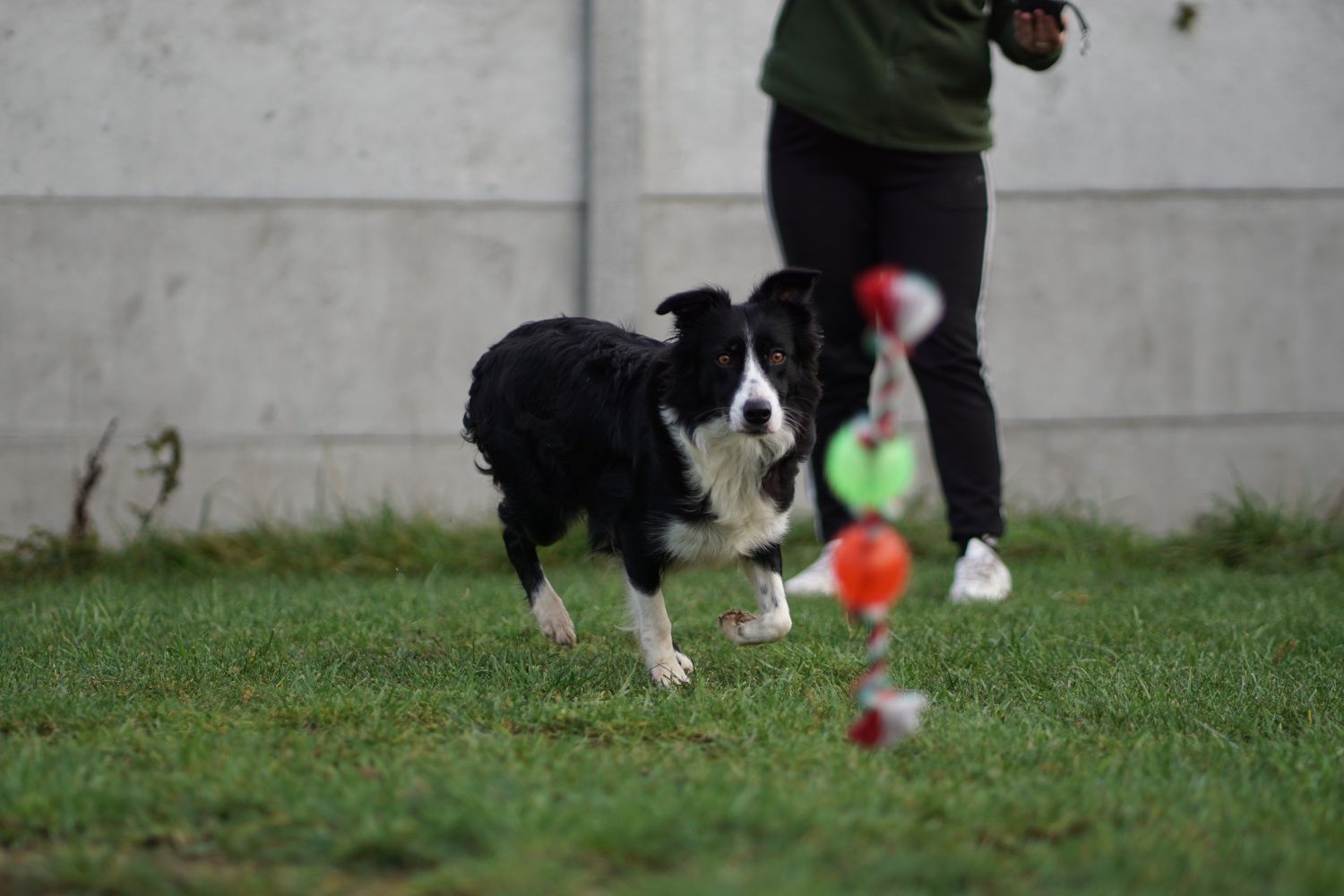 Piękny Border Collie chłopiec /badania genetyczne/DNA/stawy/