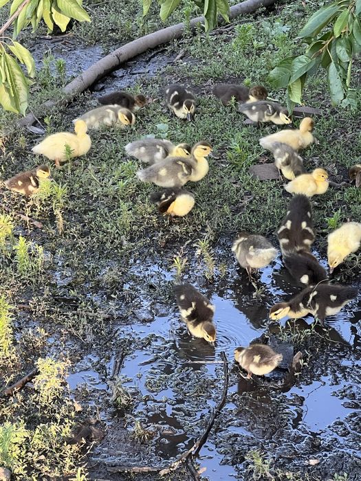 Продам малышей мускусов тяжиков