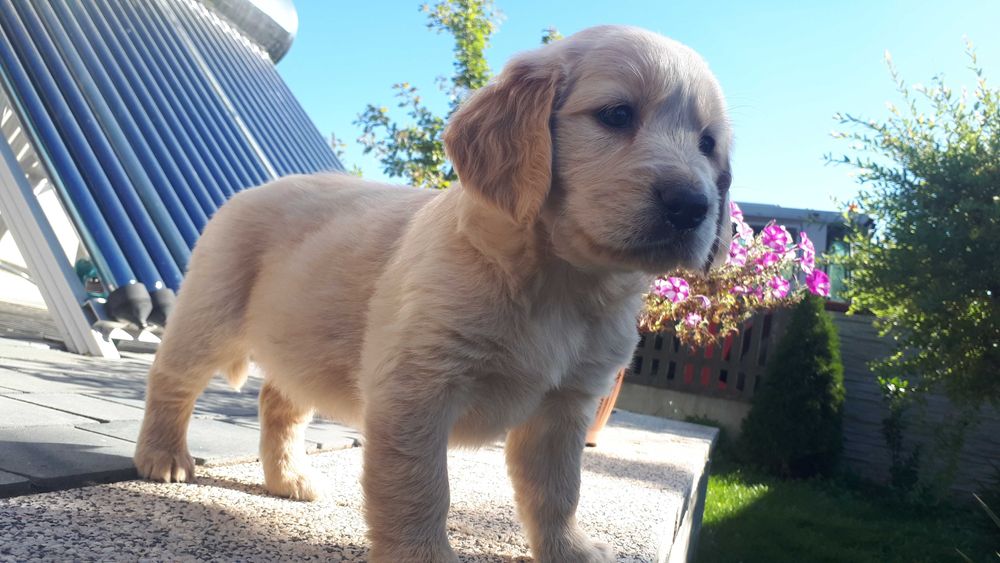 Golden Retriever rasowa suczka