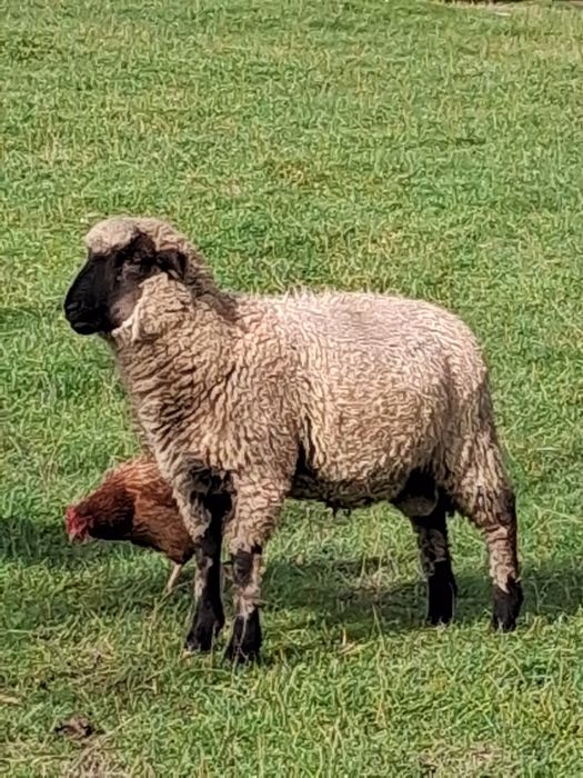 Młody tryk czarnogłówka