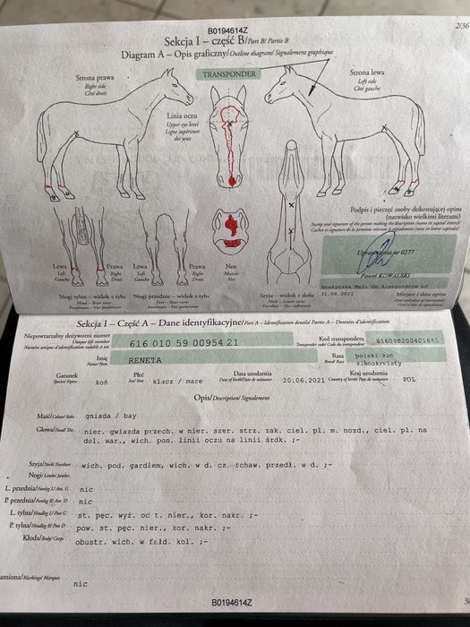 Klacz zimnokrwista gniada