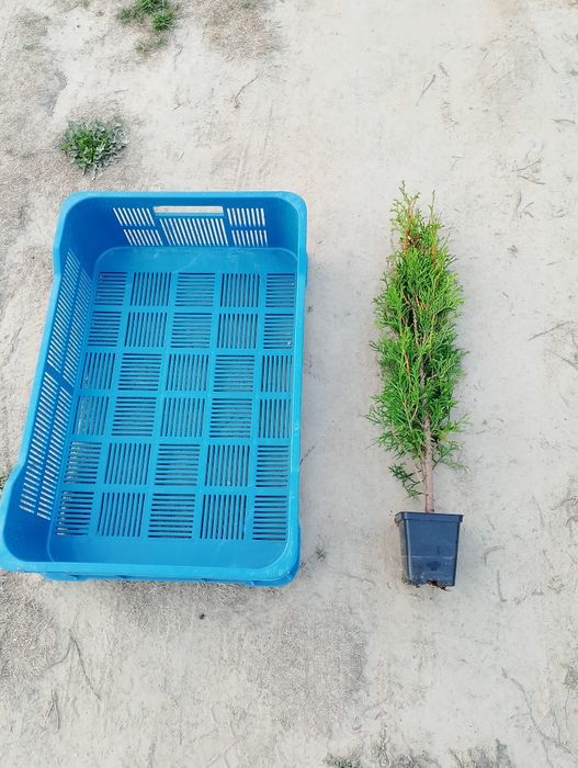 Thuja Smaragd, Tuja Szmaragd 60 cm cena 3 zł