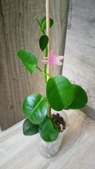 Hoya Ariadna rosnąca