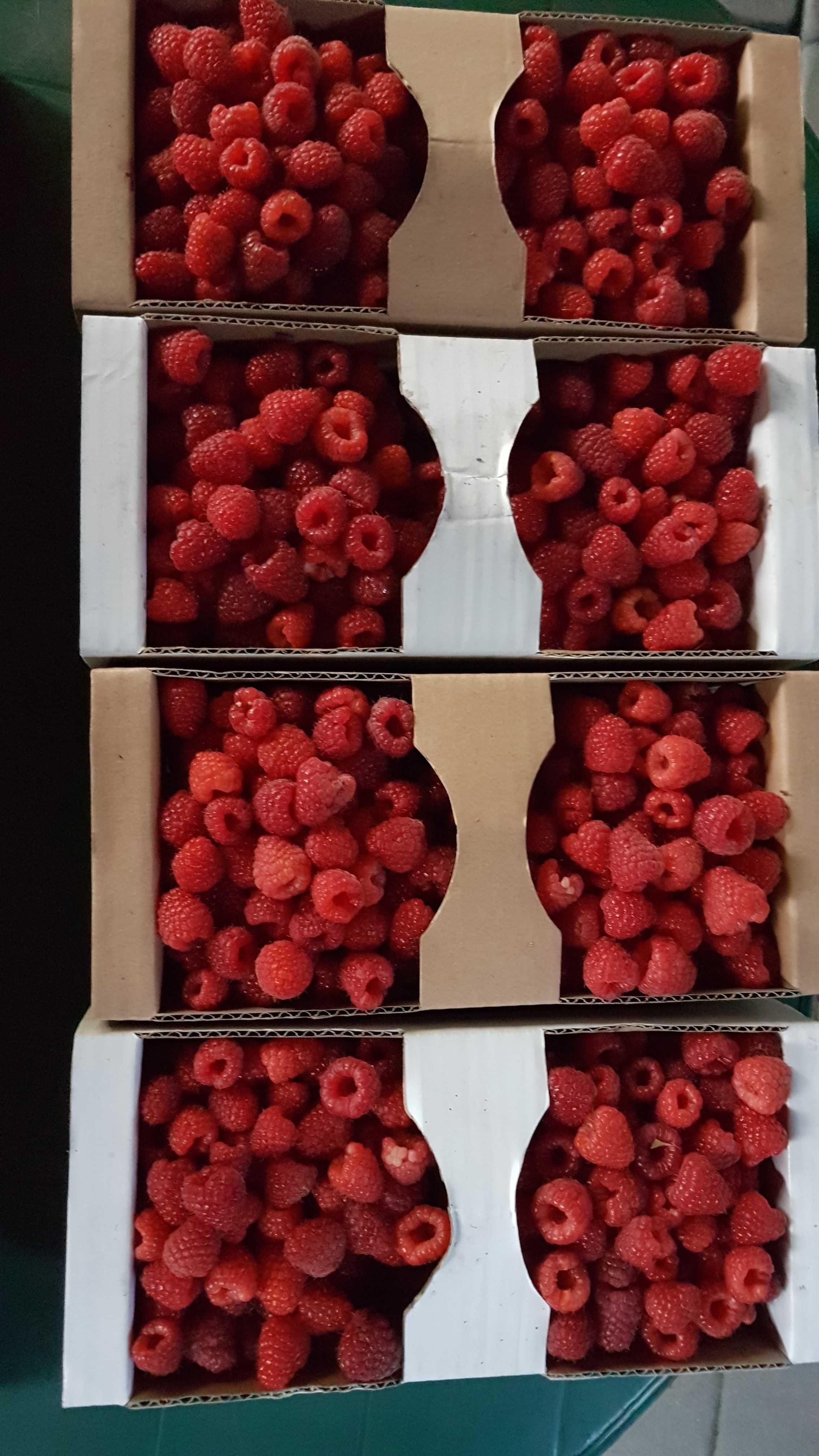 Świeze maliny z własnej  plantacji  ekologicznej