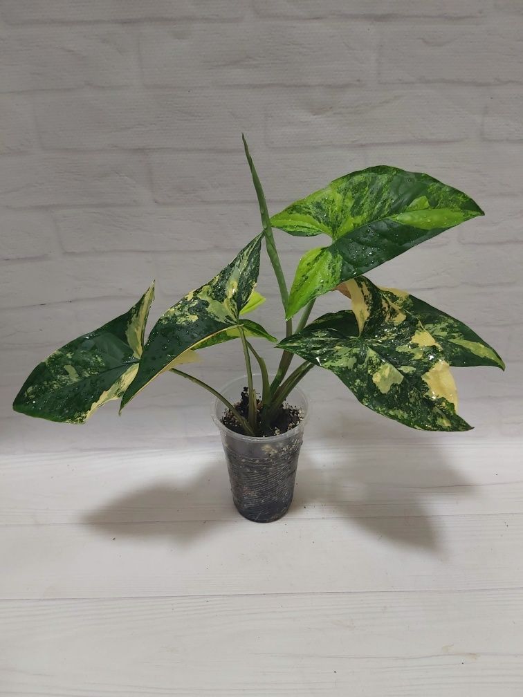 Сингониум Podophyllum Ayrea var.