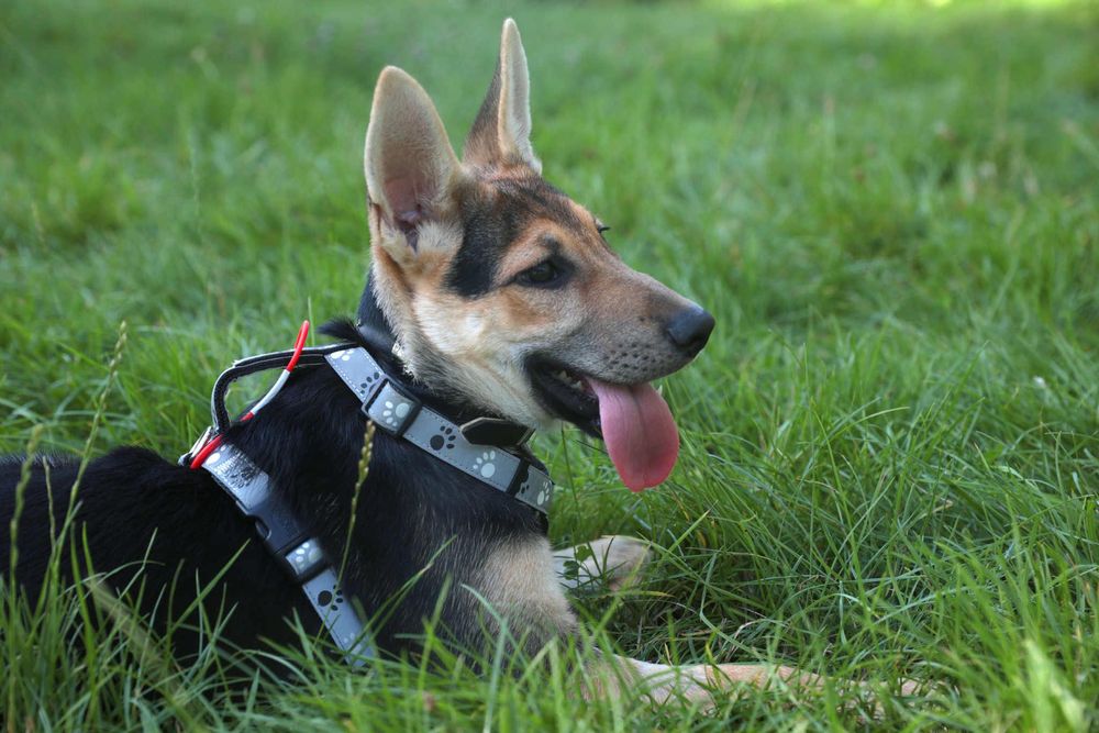 Sunia szczeniak w typie rasy Owczarek Niemiecki  ,szuka domu.