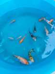 Carpas koi 3- 8cm