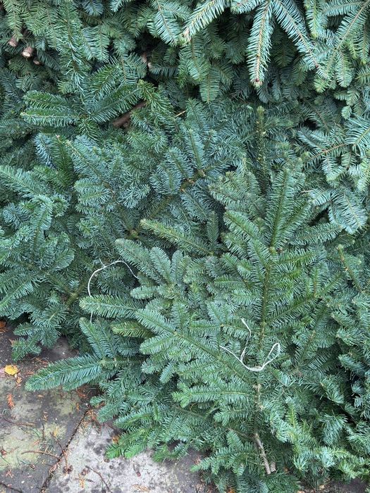 Jodła Nobilis gałęzie świeżo ścinany