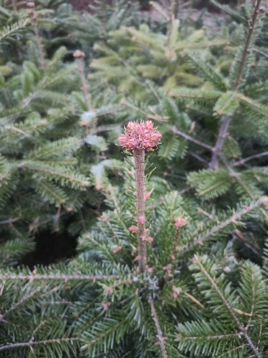 Jodła kaukaska 50 -  80 cm