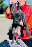 Cane corso-szczenie z rodowodem FCI
