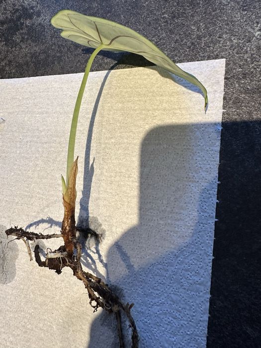 Sadzonka Silver Nebula