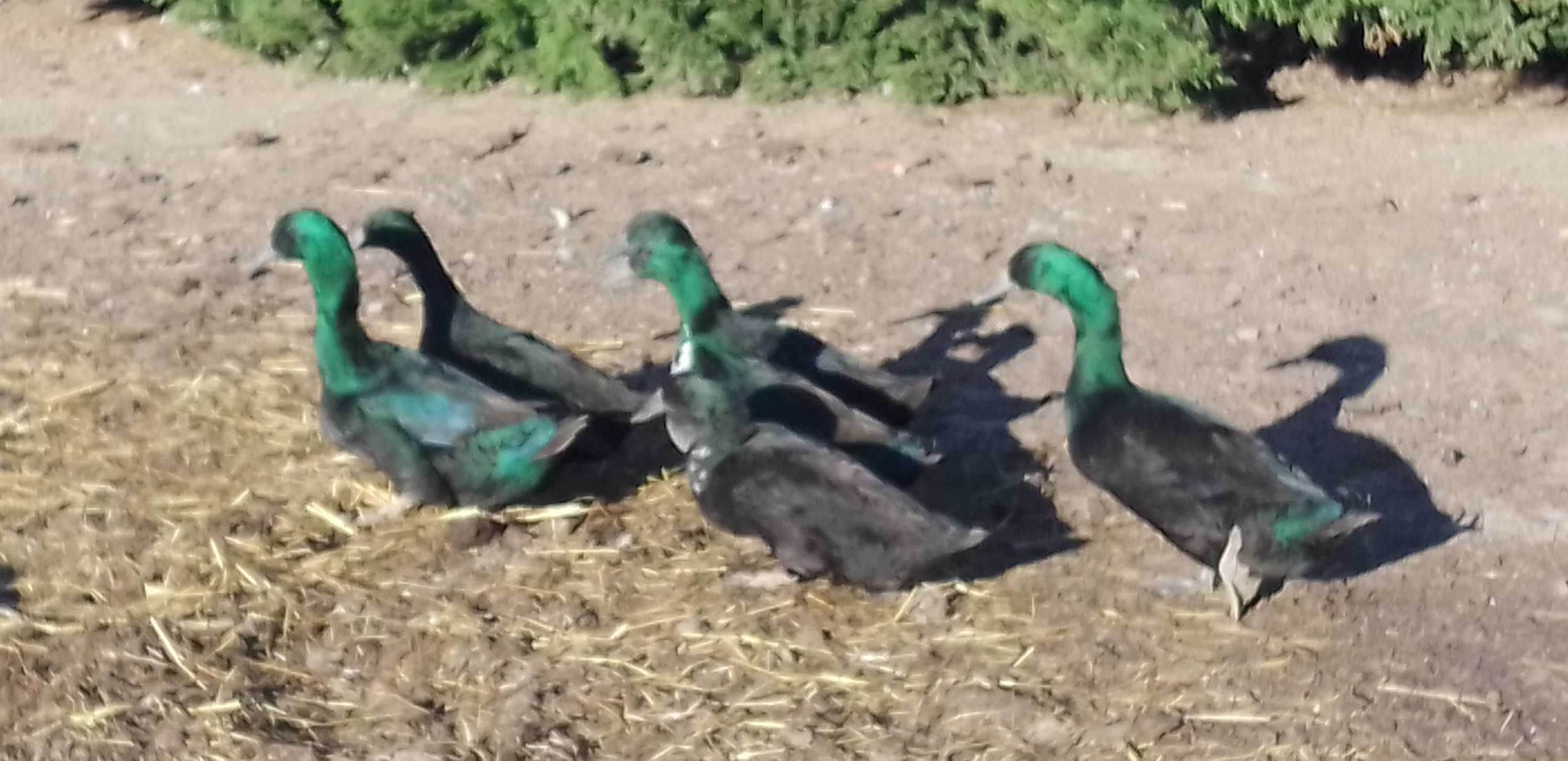 Patos gansos perus