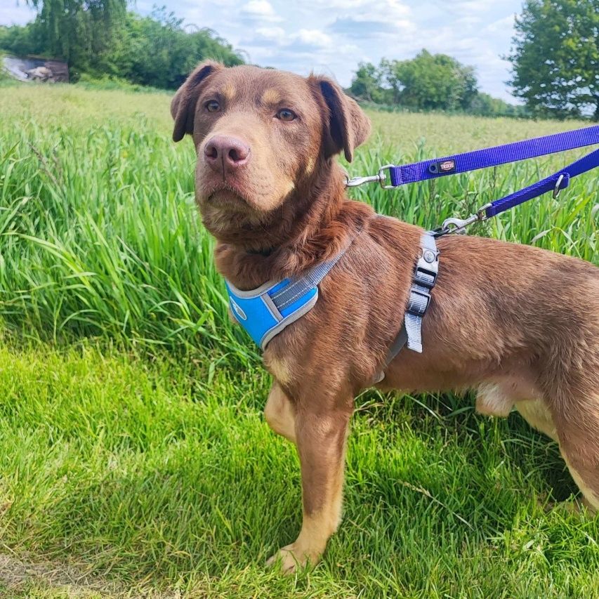 Pies w typie labradora - czekoladowy słodziak do adopcji