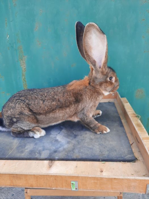 Продам кролики  разные виды
