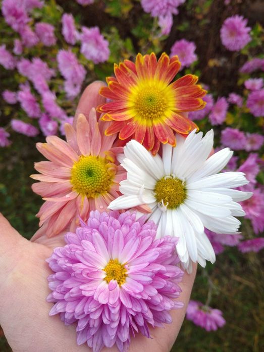 Хризантеми осінні