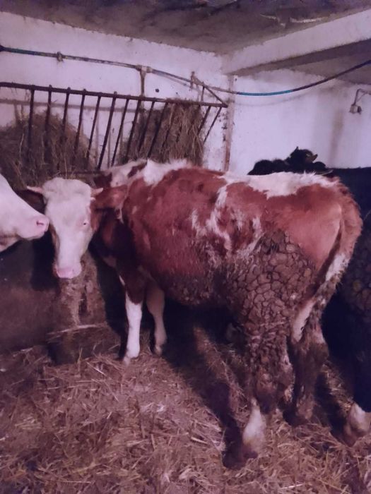 Jałówki cielne i do zacielenia