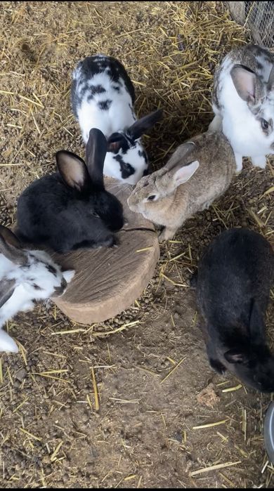 Vendo coelhas de raça grande