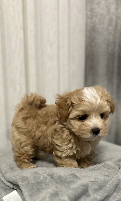 Міні мальтипу ф1 хлопчик