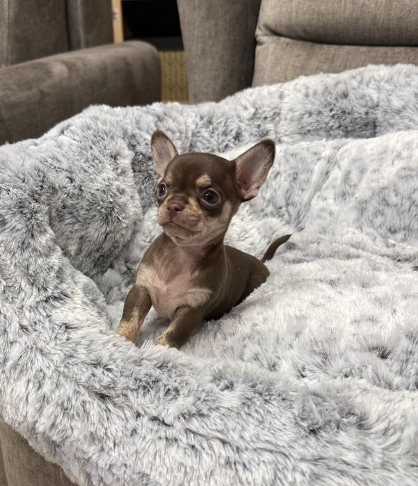 Chihuahua mini sunia czekoladowa Megi