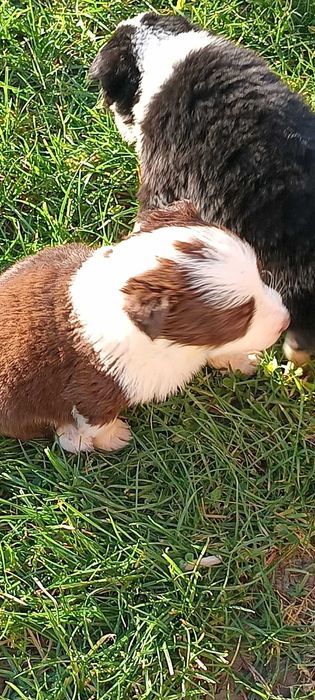 Border Collie  suczka brązowa