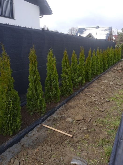 Tuja szmaragd z gruntu.120/130
